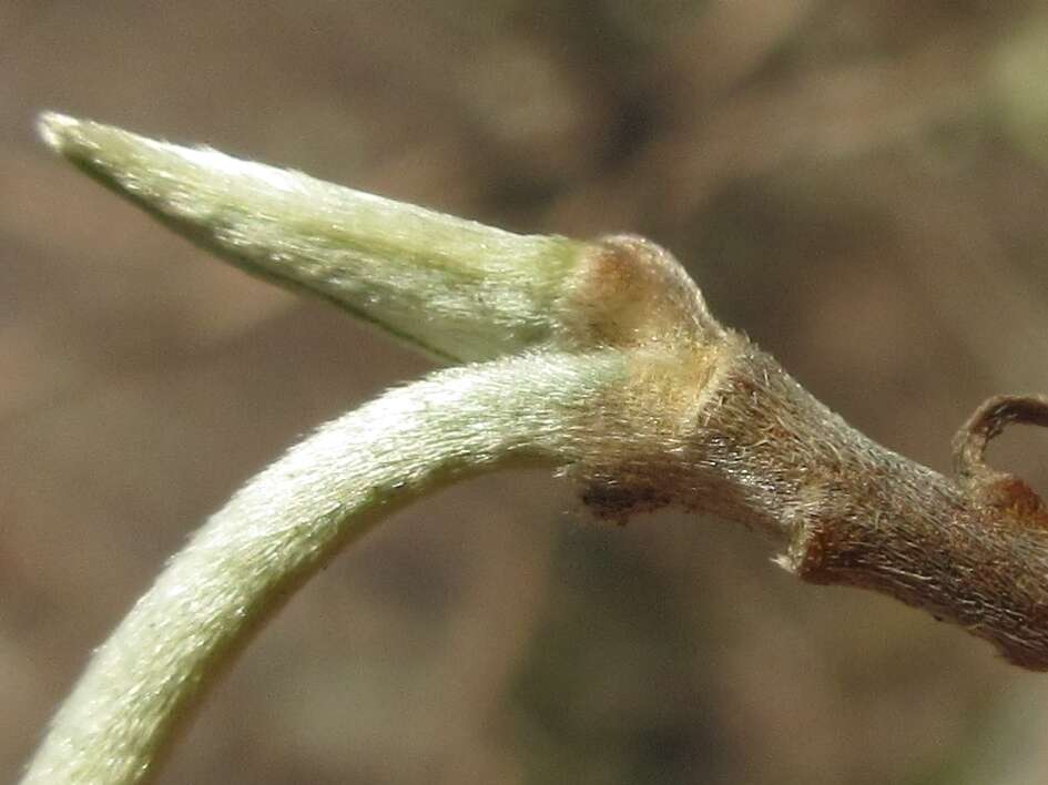 Plancia ëd Edgeworthia chrysantha Lindl.