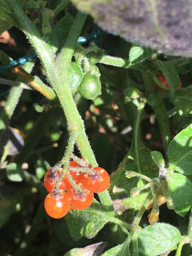 Image of hairy nightshade