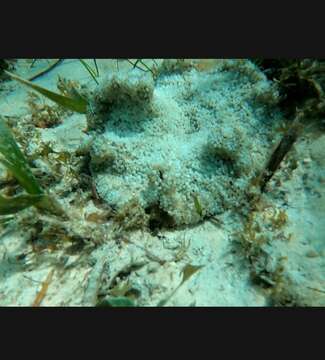 Image of Duerden's sun anemone