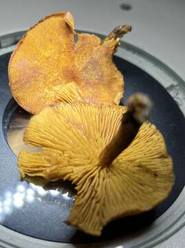 Imagem de Phaeomarasmius proximans (A. H. Sm. & Hesler) Singer 1989