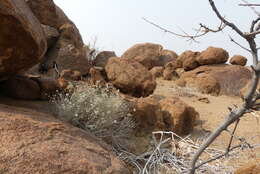 Image of Helichrysum tomentosulum subsp. tomentosulum