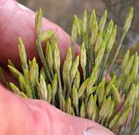 Image of Ericameria nauseosa var. graveolens (Nutt.) Reveal & Schuyler