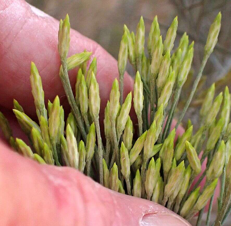 Imagem de Ericameria nauseosa var. graveolens (Nutt.) Reveal & Schuyler