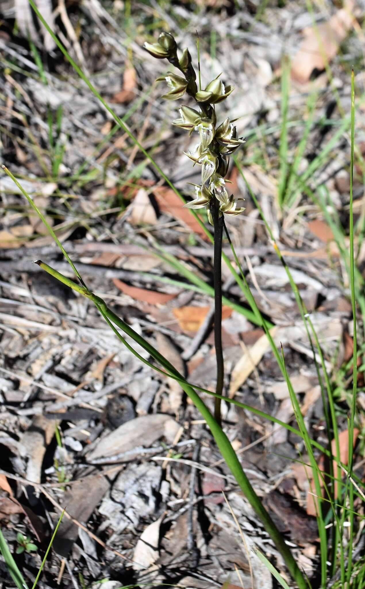 Imagem de Prasophyllum elatum R. Br.