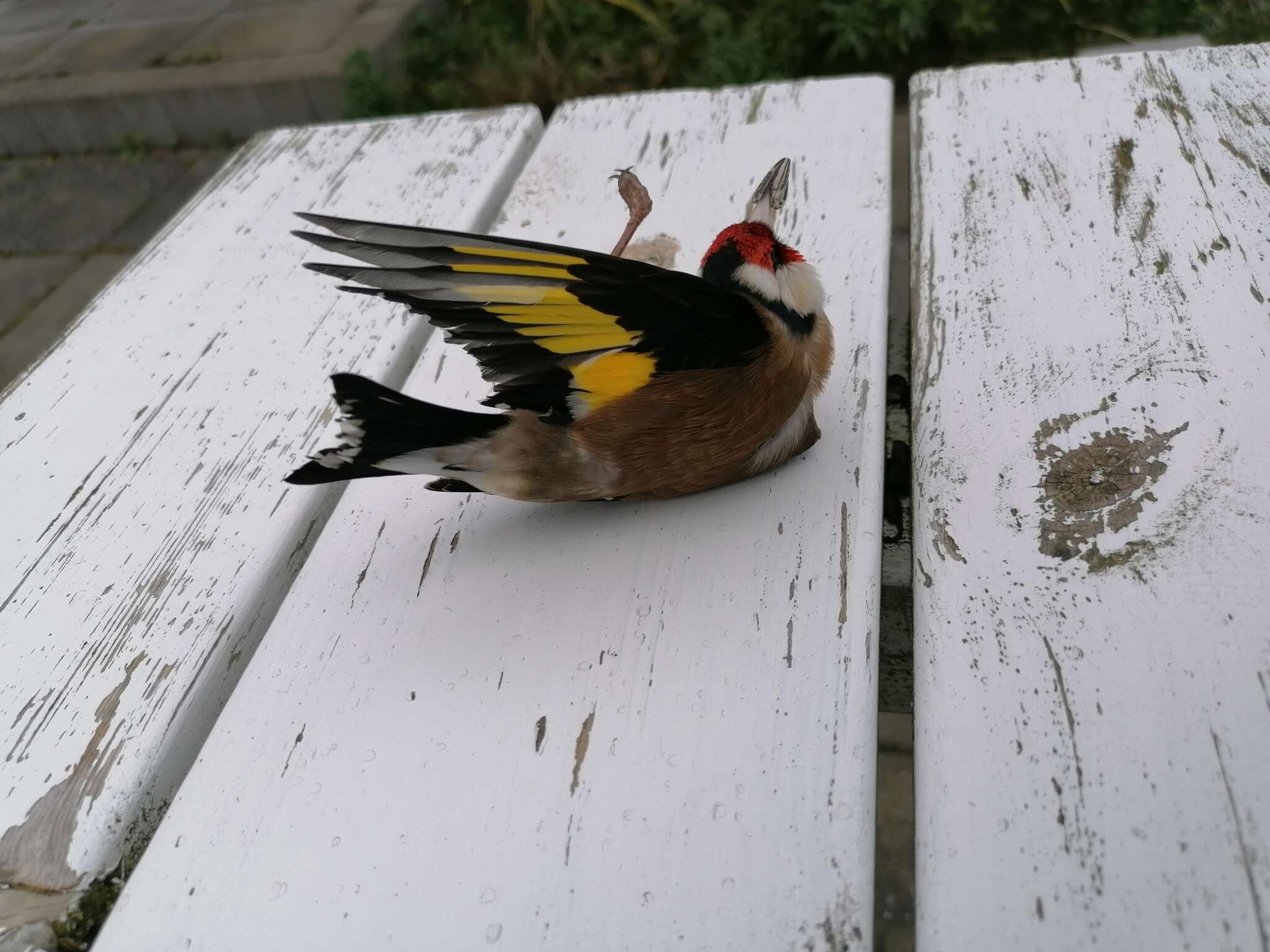 Carduelis carduelis carduelis (Linnaeus 1758)的圖片