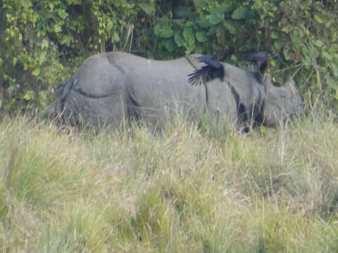 Image of Indian Rhinoceros