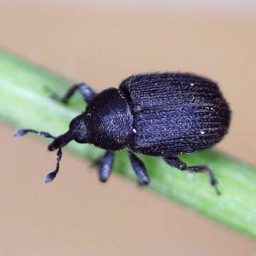 Image of Weevil