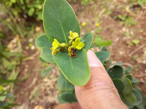 Image of Wikstroemia retusa A. Gray