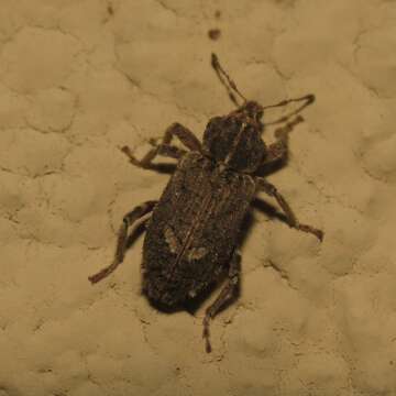 Image of Weevil