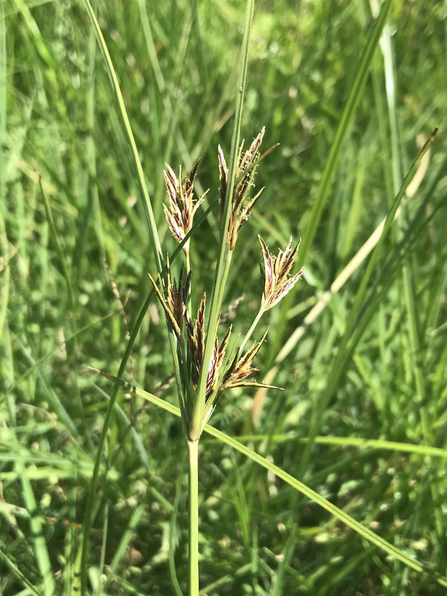 Image of Cyperus rigidifolius Steud.