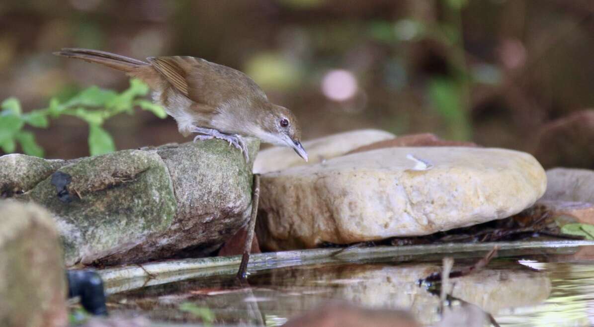 Image de Bulbul de brousse