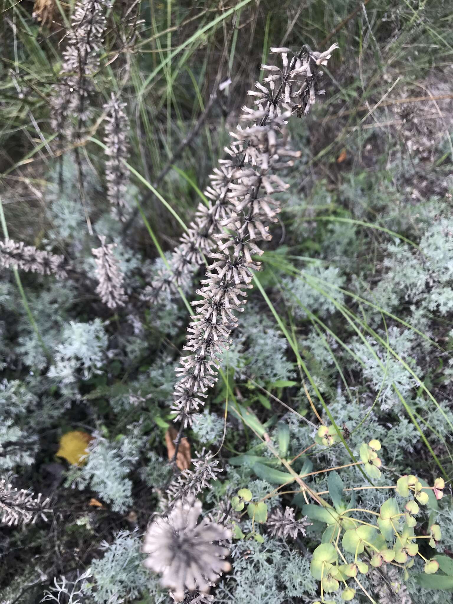 Image of thymeleaf dragonhead