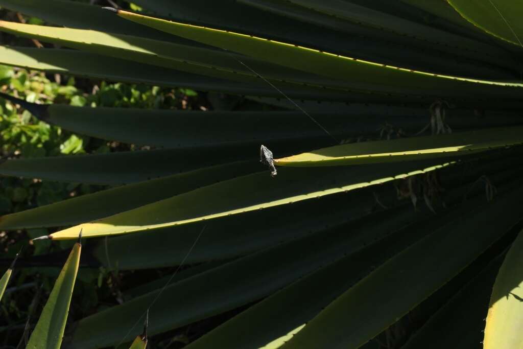 Image of Eastern Cape Dwarf Chameleon