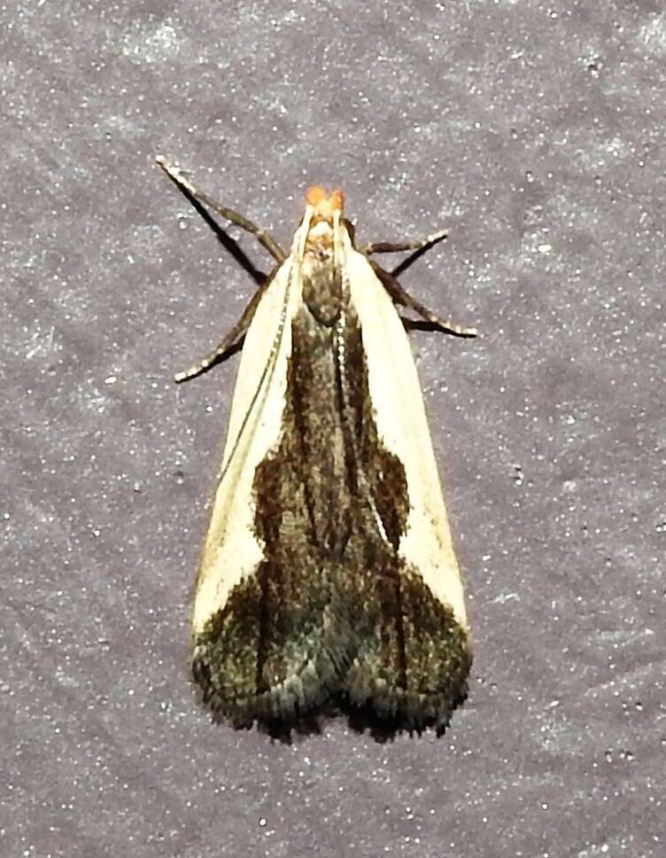 Image of Indented Dichomeris Moth