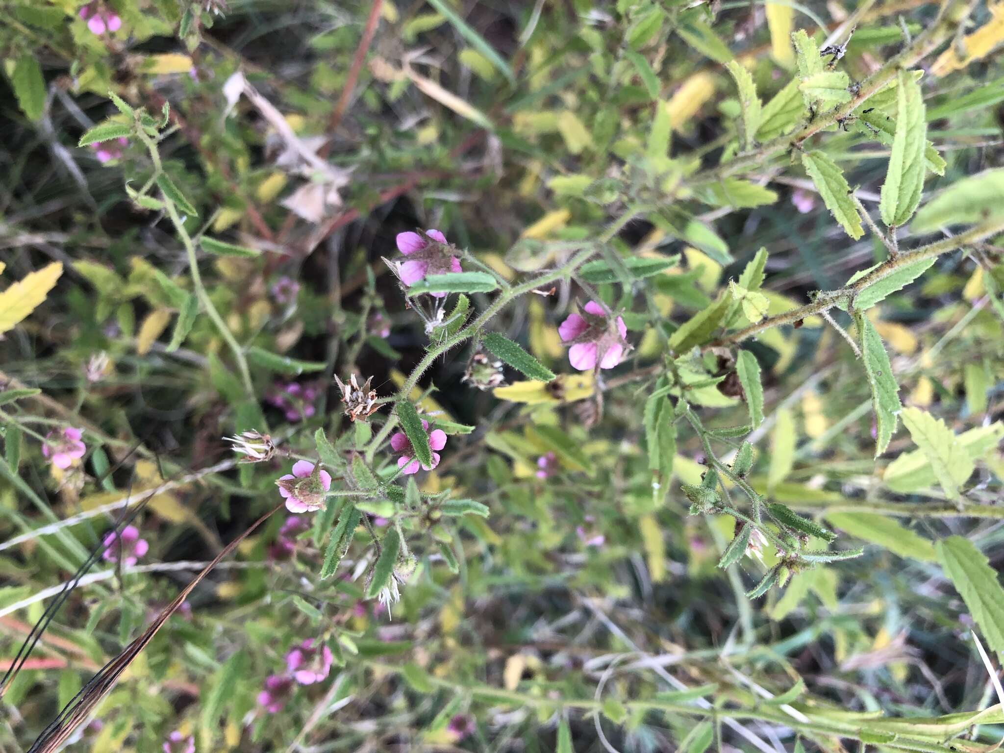 Plancia ëd Hermannia glanduligera K. Schum ex Schinz