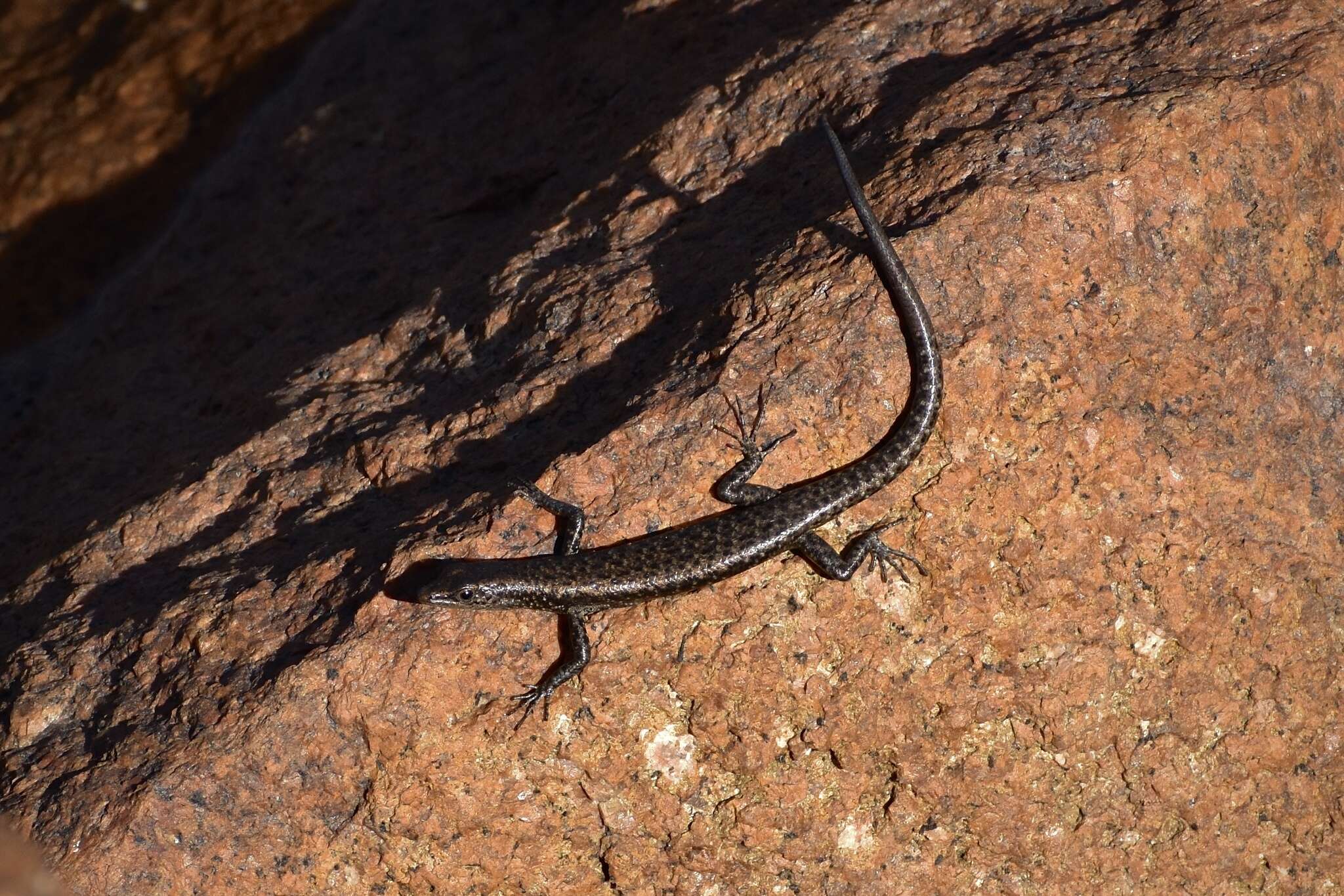 Image of Coastal snake-eyed skink