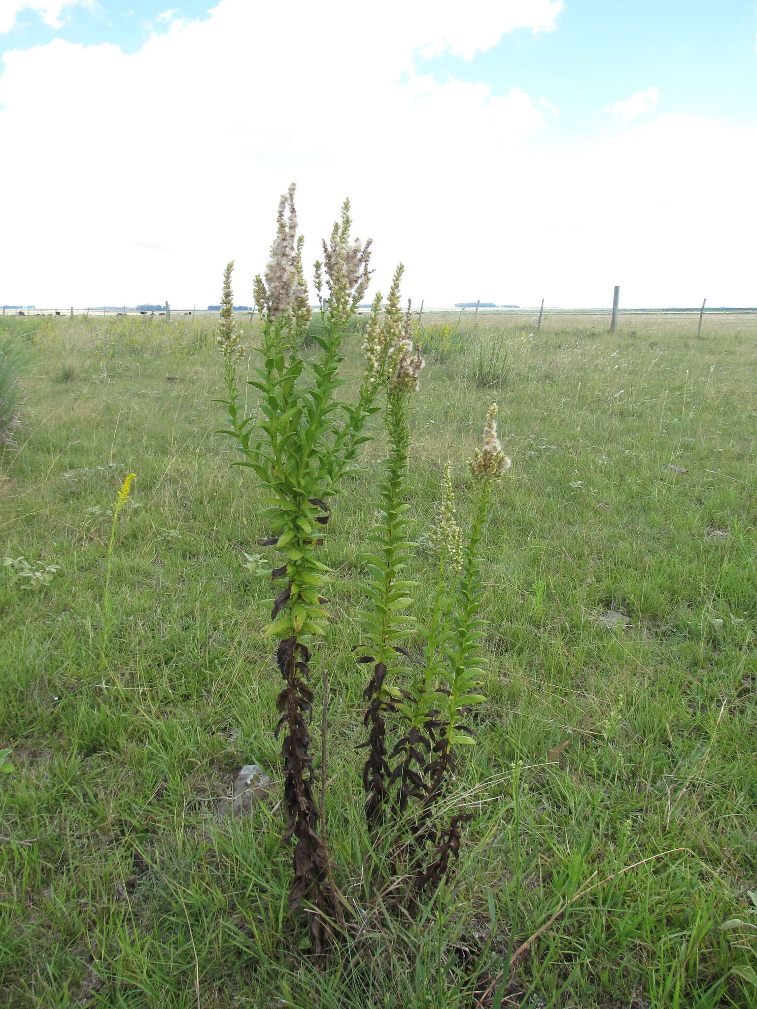 Image of Pterocaulon polystachyum DC.