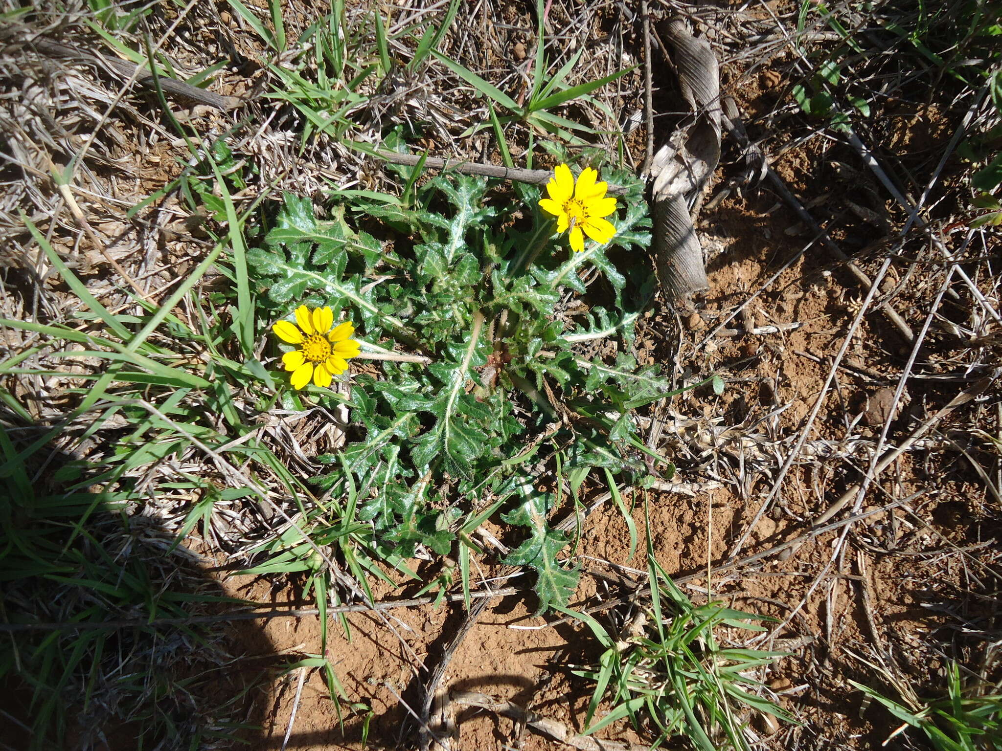 Sivun Dugesia mexicana (A. Gray) A. Gray kuva