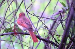 Casiornis fuscus Sclater, PL & Salvin 1873的圖片