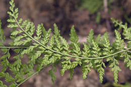 Image of Maidenhair Spleenwort