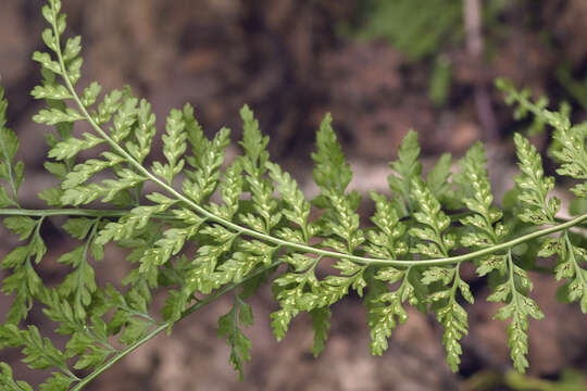 Plancia ëd Asplenium incisum Thunb.