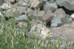 Image of Bombus melanurus Lepeletier 1836