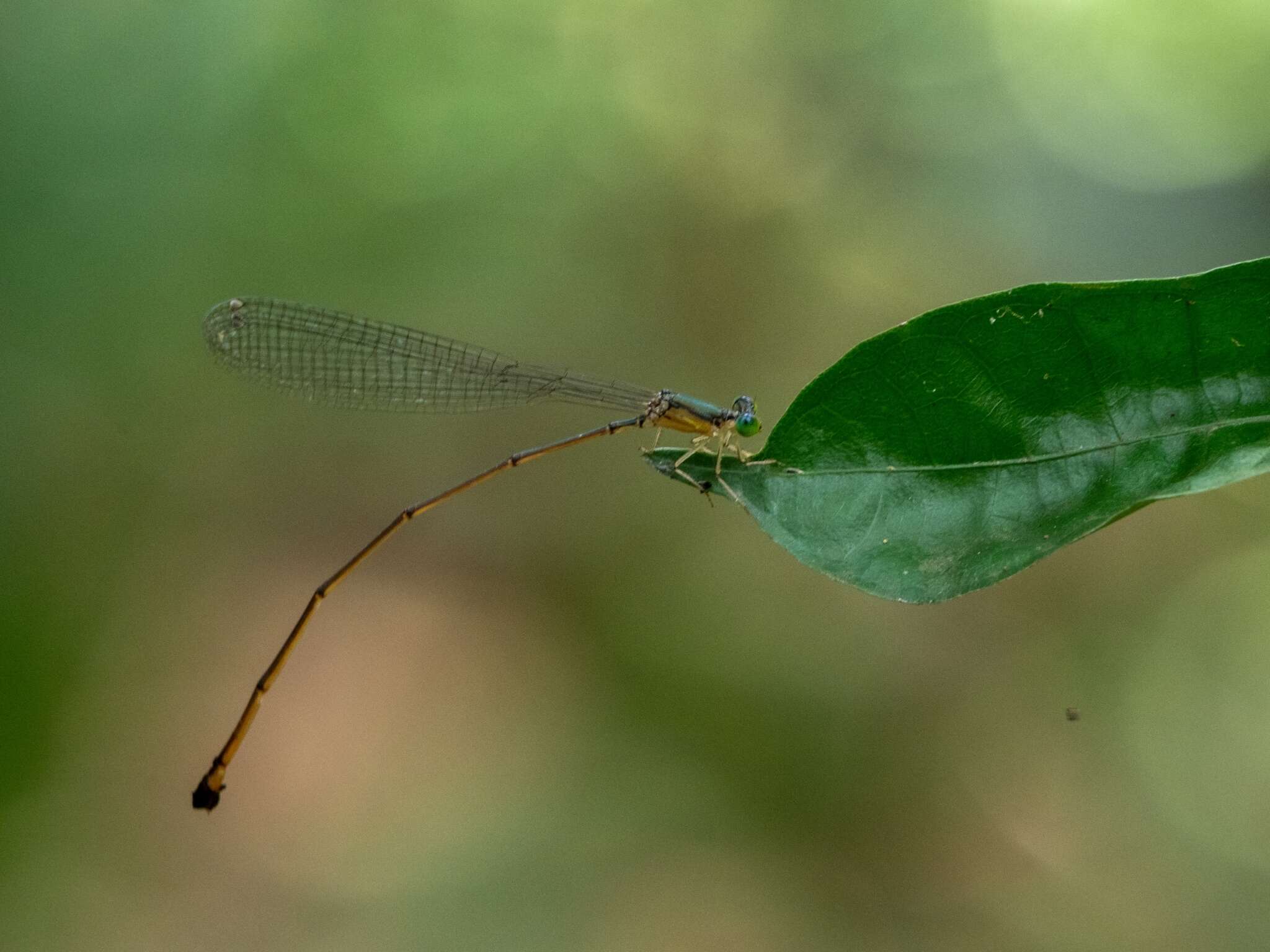 Image of Pericnemis stictica Hagen ex Selys 1863