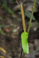 Anthurium ochranthum K. Koch resmi