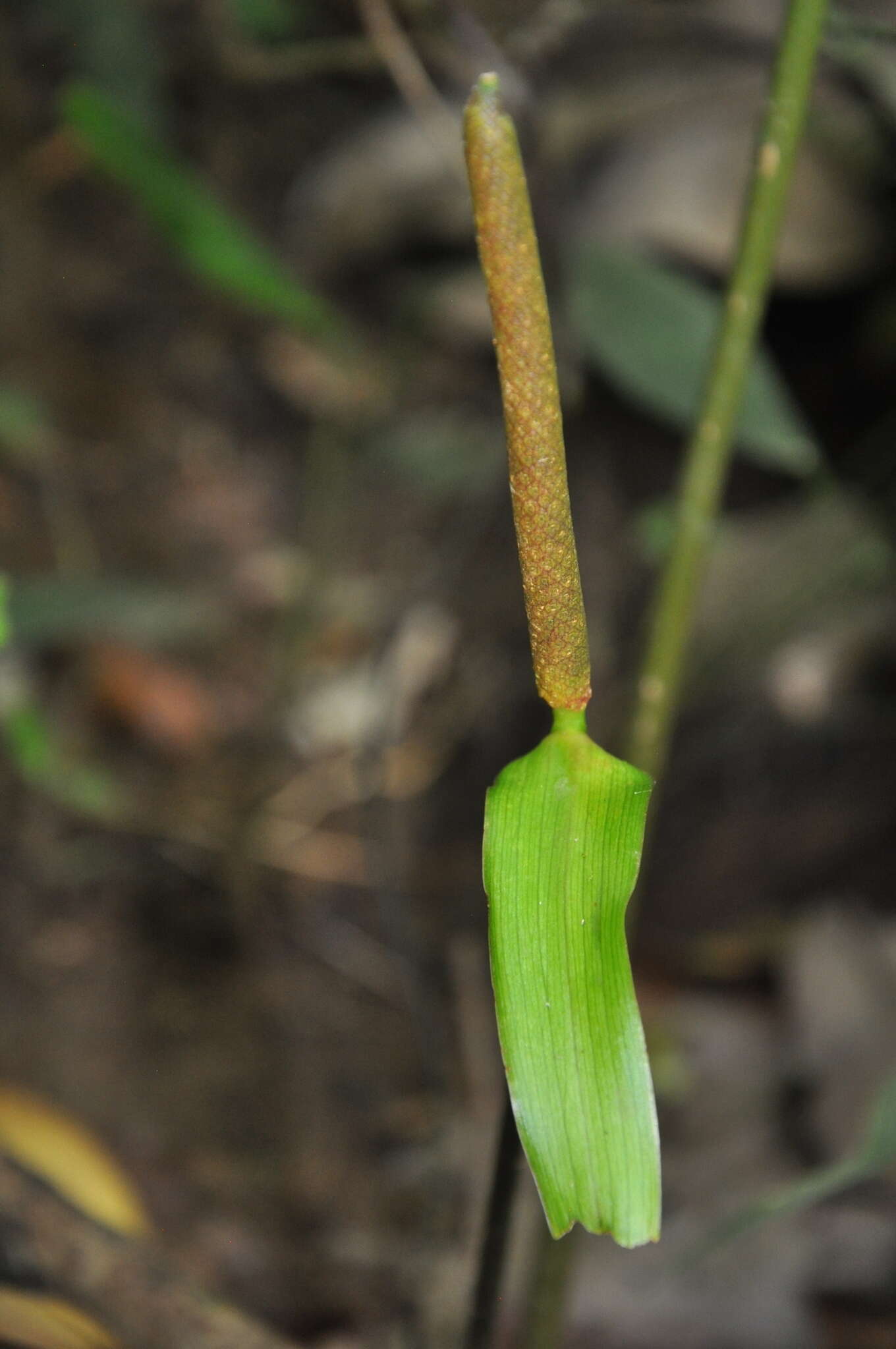 Anthurium ochranthum K. Koch resmi