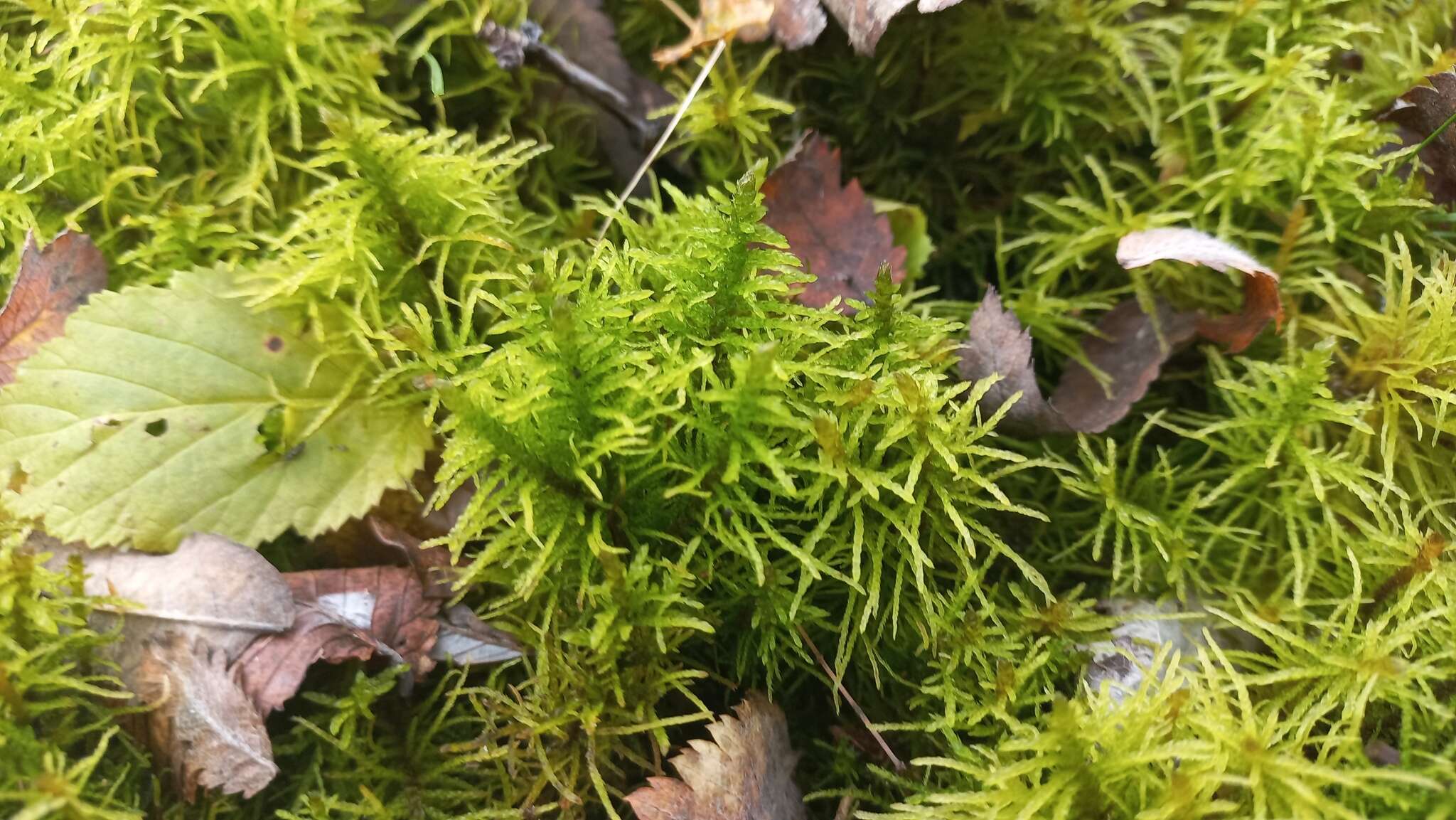 Image of helodium moss