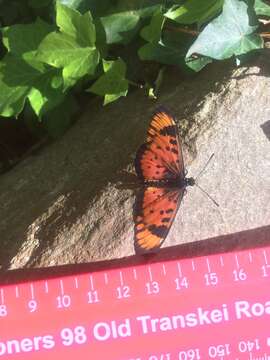 Image de Acraea acara Hewitson 1865