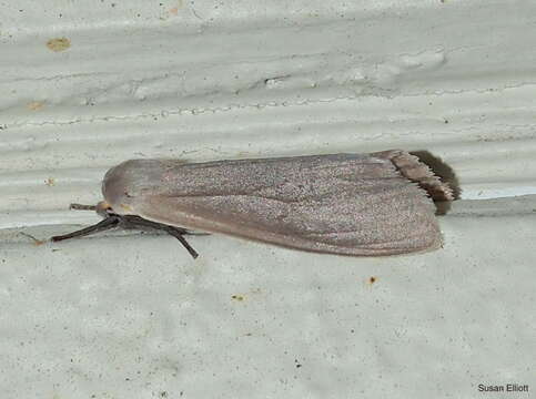 Image of Milkweed Tussock Moth