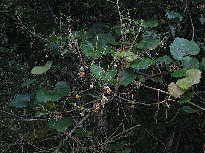 Image of Forest grape