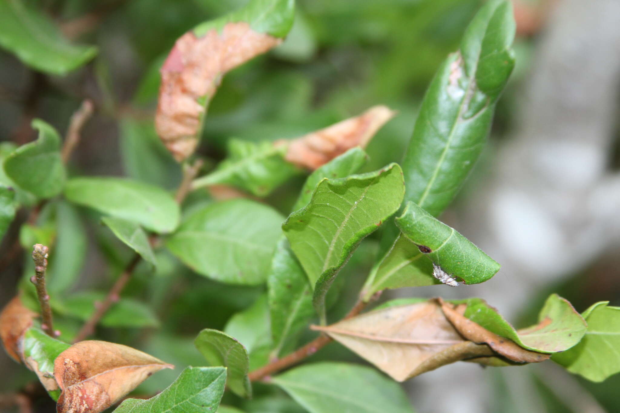 Image of Northern Bayberry