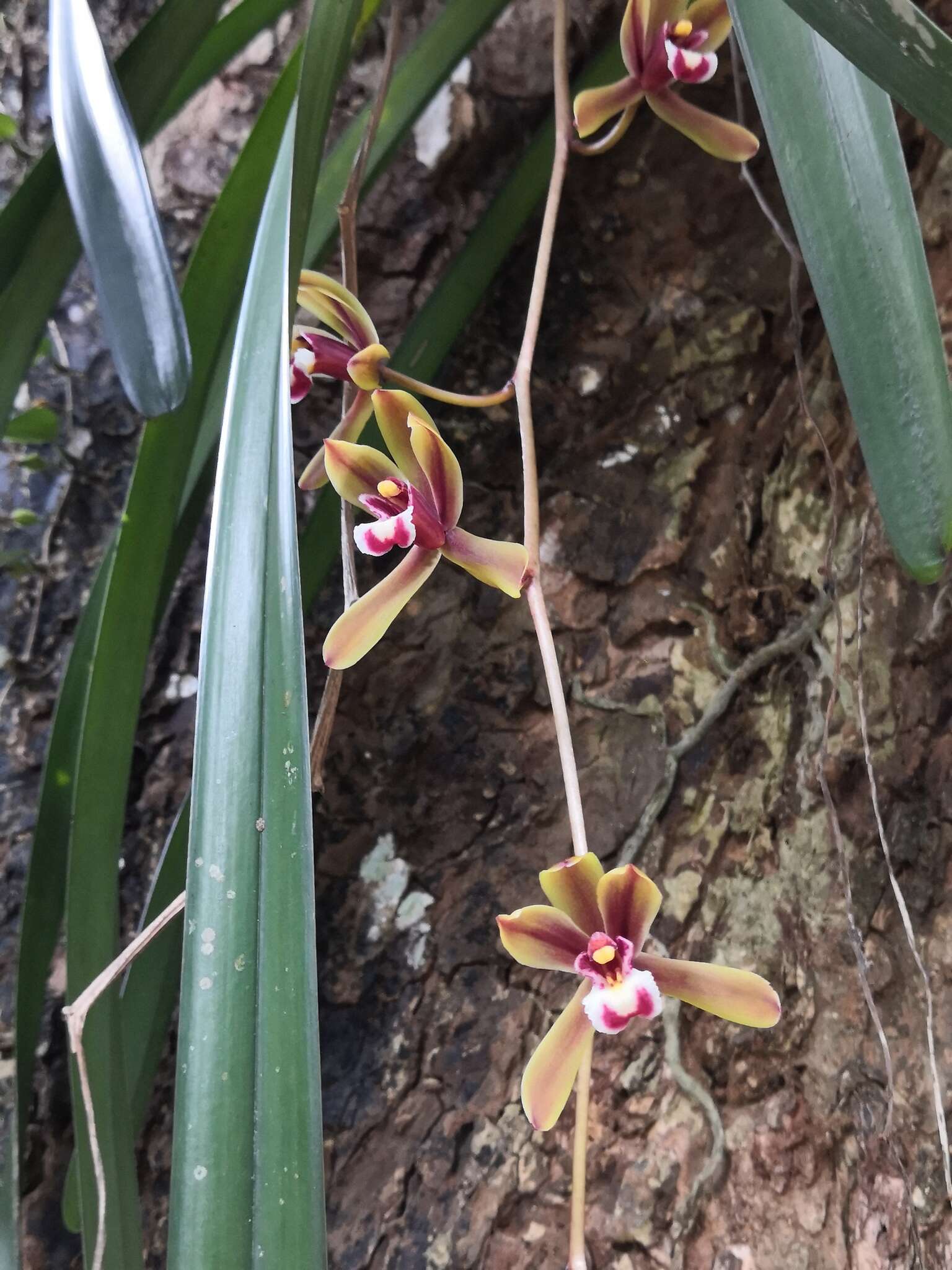 Image of Cymbidium finlaysonianum Lindl.