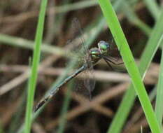 Image of Fat-bellied Emerald