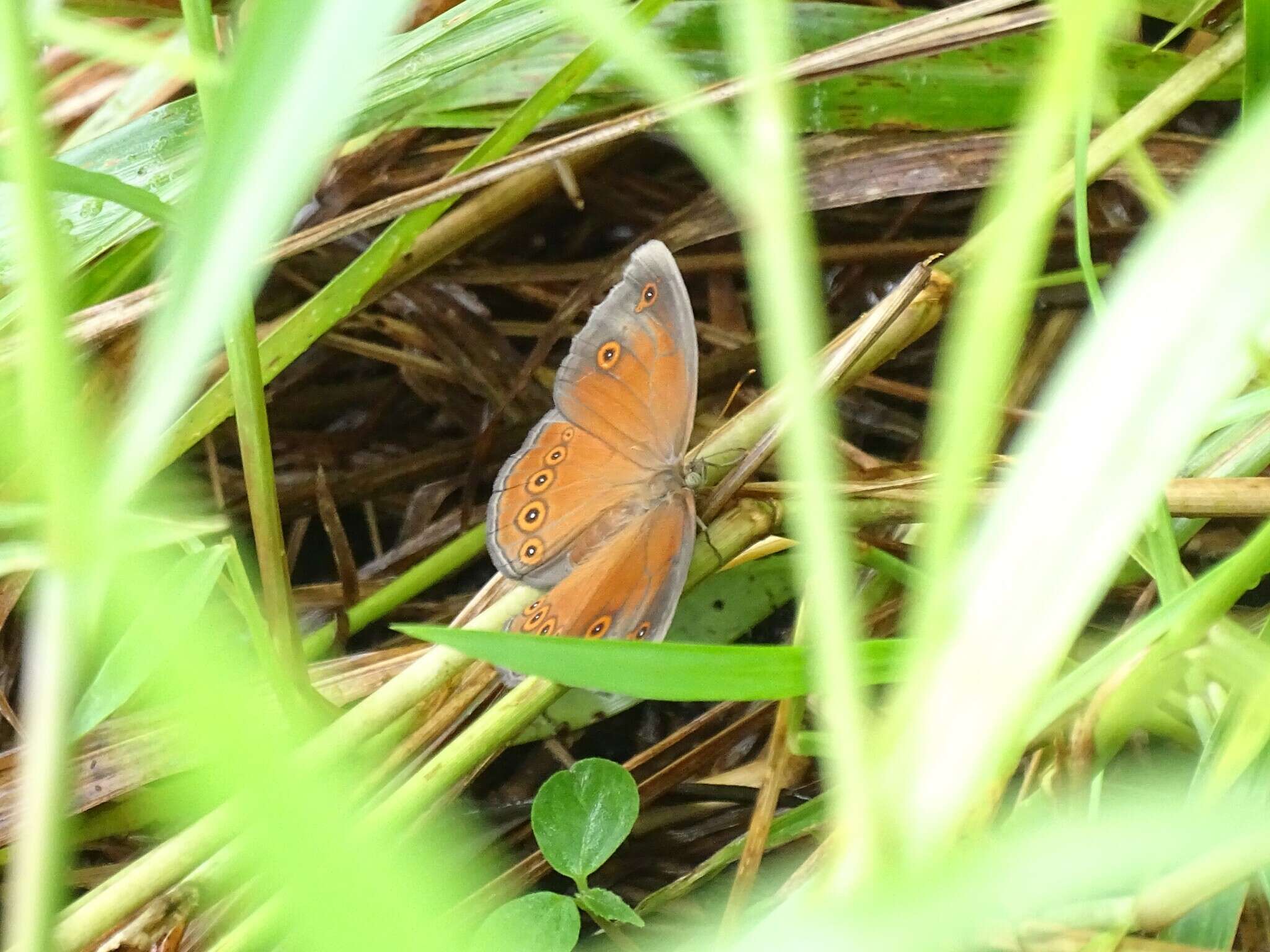 Image of cedar bush-brown