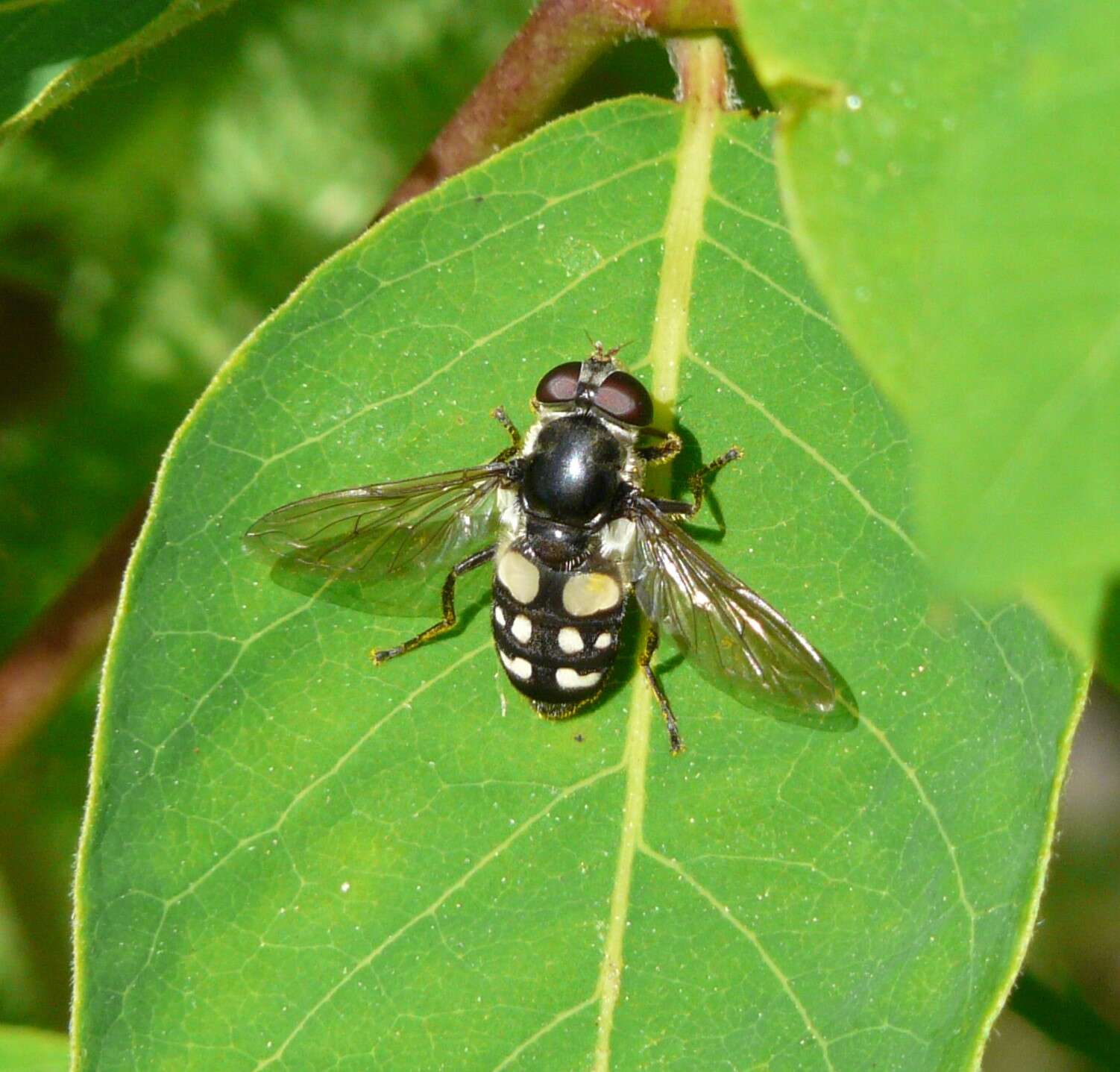 صورة Sericomyia lata (Cqouillett 1907)