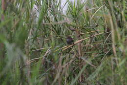 Image of Russet Bush Warbler