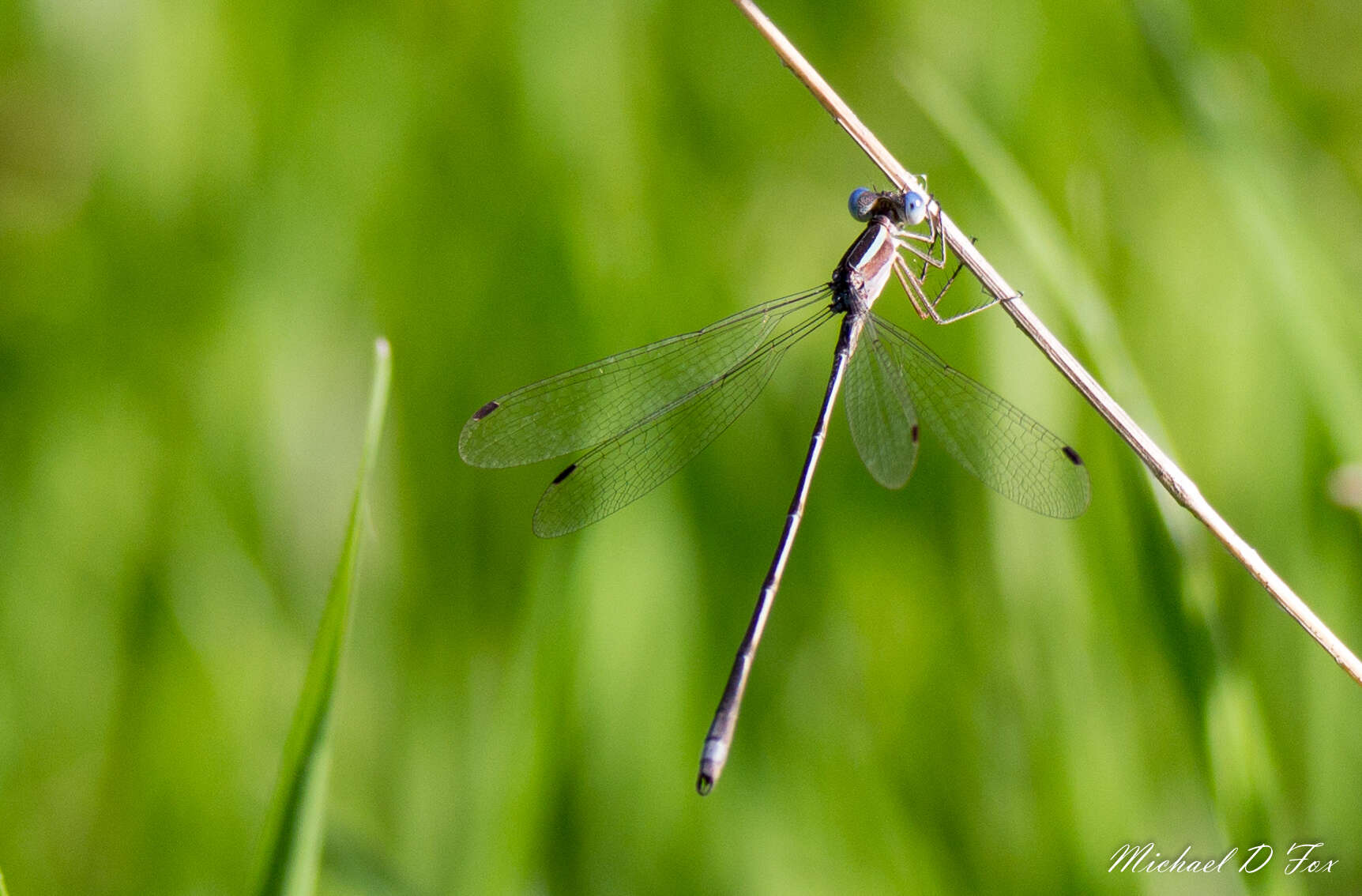 Image of Plateau Spreadwing