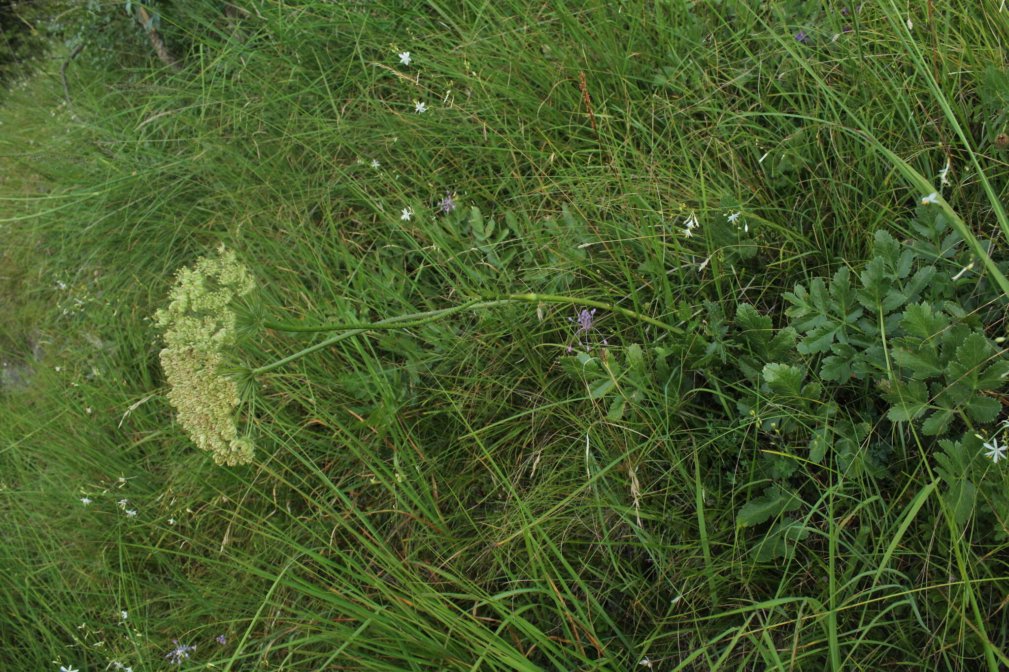 Слика од Laserpitium nitidum Zanted.