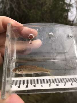 Image of Fathead Minnow