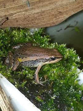 Plancia ëd Hyloxalus vertebralis (Boulenger 1899)