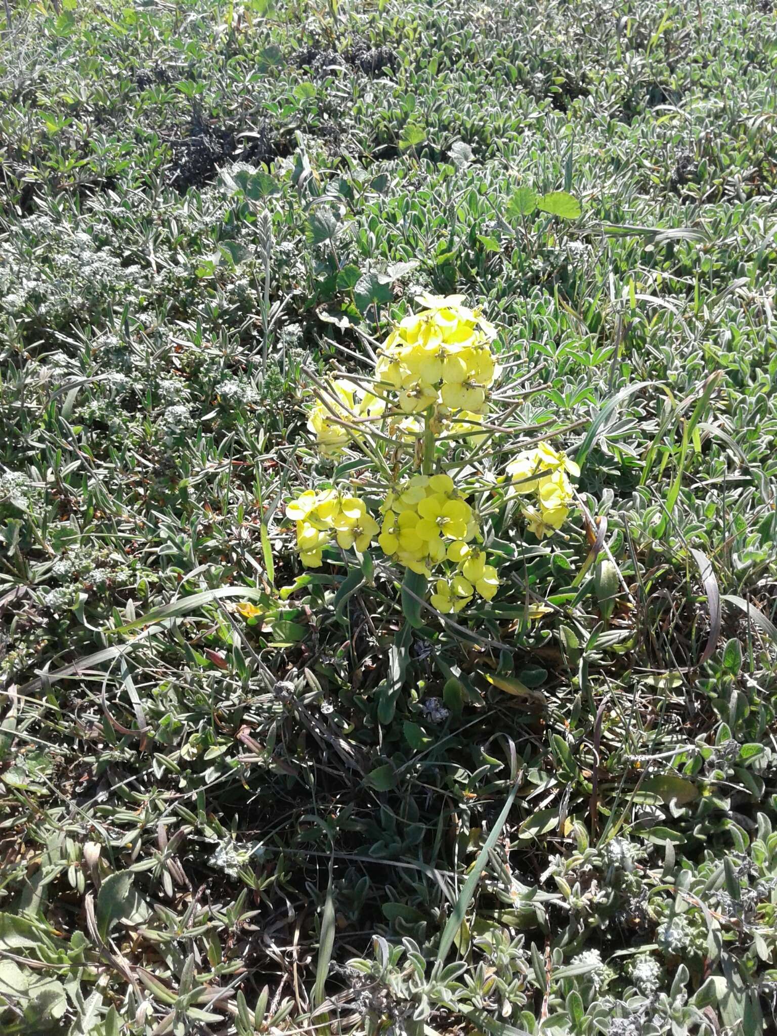 Imagem de Erysimum menziesii (Benth. & Hook. fil.) Wettst.