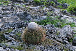 Image of Melocactus macracanthos (Salm-Dyck) Link & Otto