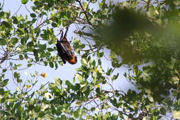 Image of Ambon Flying-fox