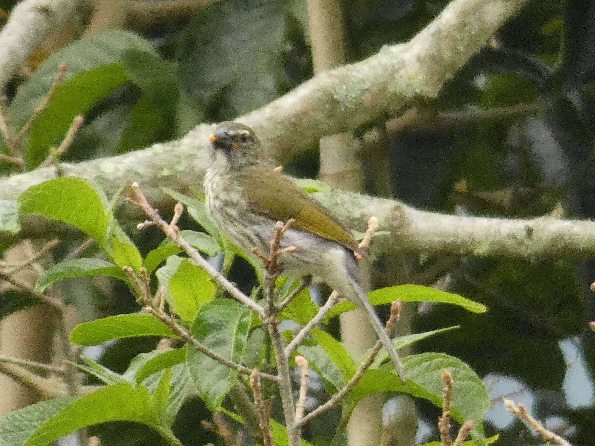 Image of Streaked Saltator