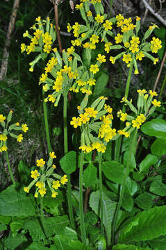 Plancia ëd Primula intricata subsp. lofthousei (Hesl.-Harr.) Rivas Mart.