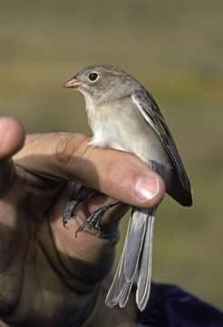 Image of Worthen's Sparrow