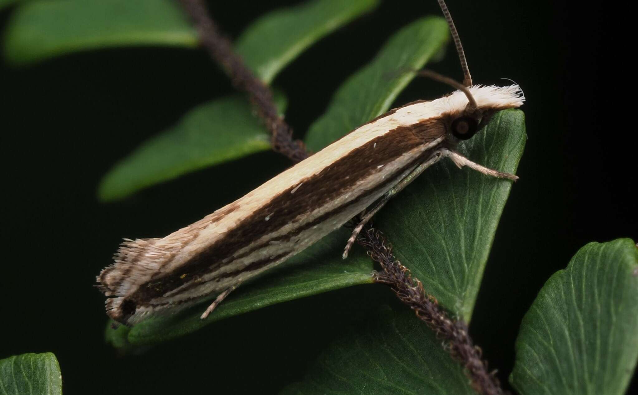 Image of Erechthias stilbella (Doubleday 1843)